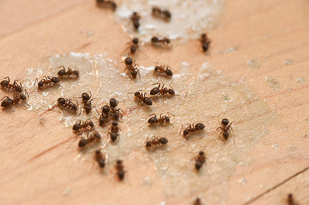 Best Residential Pest Control  in Ferndale, PA